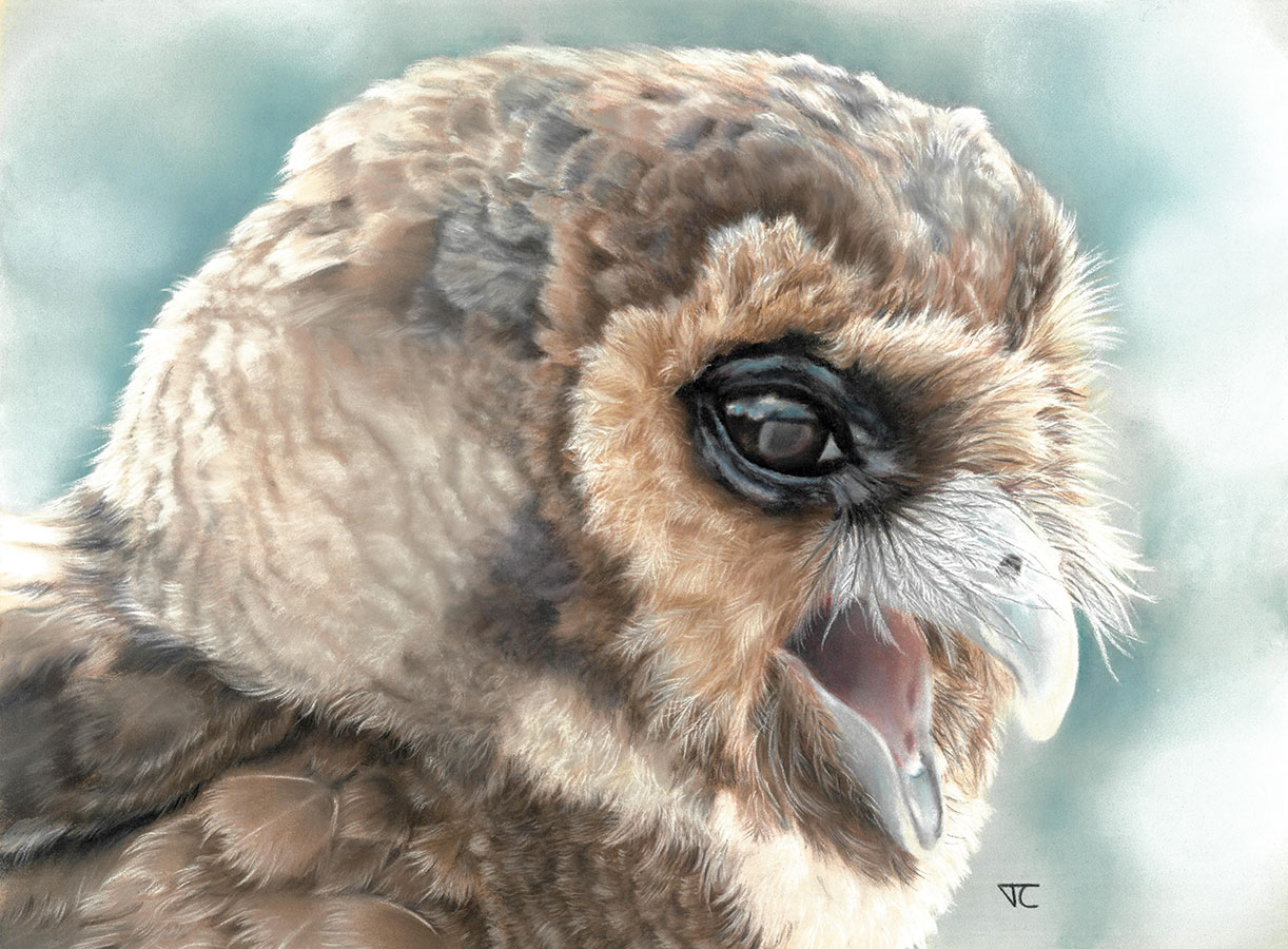 TRIBOUILLOY 01-Le-cri-de-la-chouette-01-HD